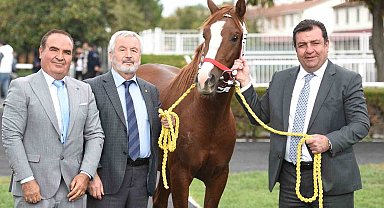 Safkan Arap tayı 5 milyona alıcı buldu