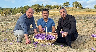 Safranova'da safran hasadı başladı