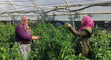 Sağlıklı seracılık için ekipler sahada