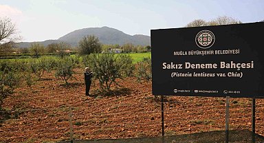 Sakız deneme bahçesi ilk ürünlerini verdi