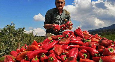 Salihli'de kapya biber bereketi