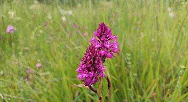 Samsun'da 154 tür endemik bitki ve hayvan bulunuyor