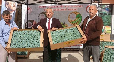 Samsun'da 34 üreticiye 650 bin brokoli fidesi dağıtıldı