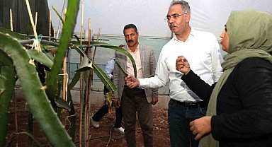 Şanlıurfa'da ejder meyvesi yetiştiriliyor