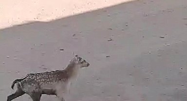 Şanlıurfa'da ilk defa Alageyik görüldü