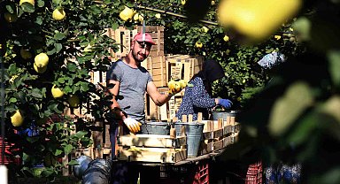 Sapından yaprağına kadar değerlendirilen Ayva'da hasat başladı