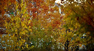 Sararan yapraklar toprakla buluştu