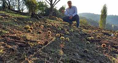 Sarıgöl'de kestane hasadına başlandı