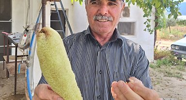 Sarıgöl'de lif kabağı bereketi