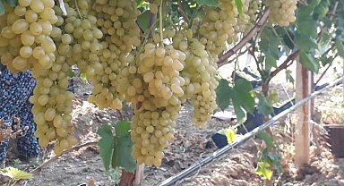 Sarıgöl'de üzüm piyasası canlandı