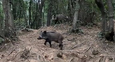 Sarıyer'de sürücünün domuz şaşkınlığı kamerada: Domuzu "pisi pisi" diyerek çağırdı