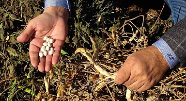 Şiddetli yağmur kuru fasulyeyi vurdu