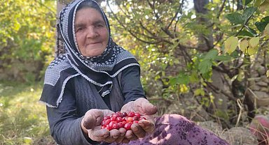 Şifa deposu kızılcıkta hasat vakti