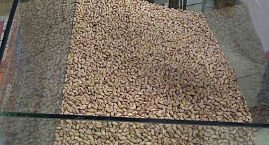 Siirt fıstığı tezgahtaki yerini aldı