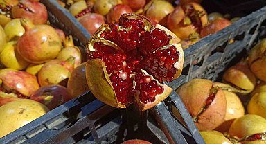 Siirt'in Zivzik narı hasadına başlandı