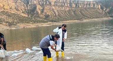 Siirt'te 1,3 milyon yavru şabut balığı baraj göllerine bırakıldı