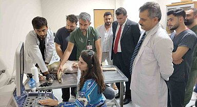 Siirt'te 6 ayda 153 yaban hayvanı tedavi edilerek yaşam alanlarına bırakıldı