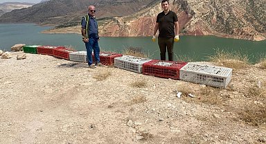 Siirt'te kene avcısı bin sülün doğaya salındı