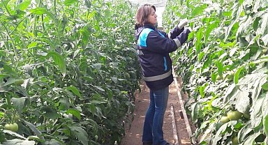 Simav'da örtüaltı tarım alanlarında sürvey çalışmaları