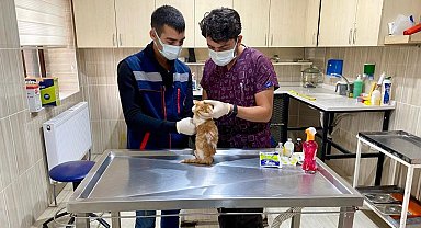 Sincan'da sokak hayvanları için 78 besleme noktası