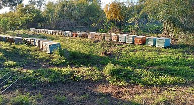 Şırnak'ta dört ayrı dağın zirvesinde en tatlı hasat başladı