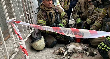 Şişli'de yangında mahsur kalan kedi itfaiye ekiplerince kurtarıldı