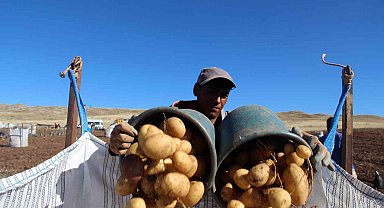 Sivas patates üretiminde rekora koşuyor