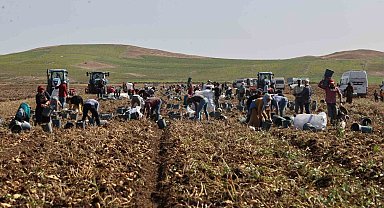 Sivas'ta patates hasadı başladı