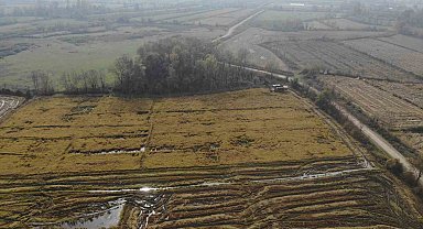 Siyah pirinç hasadına başlandı