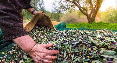 Sofralık zeytin ihracatı 100 bin tonu aştı