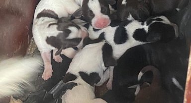 Sokak köpeği, tek seferde 11 yavru doğurdu