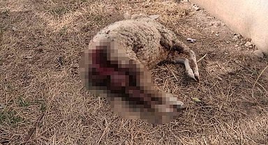 Sokak köpekleri koyunu telef etti