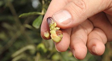 Son yağan yağışlar zeytine ilaç gibi geldi