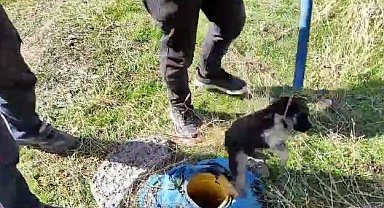 Sondaj kuyusuna düşen yavru köpek kurtarıldı