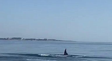 Su sporları teknesine yunus sürprizi