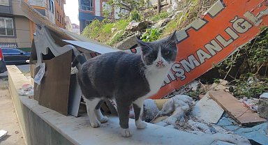 Sultangazi'de kayıp kedileri bulmak için camiden anons yapıldı