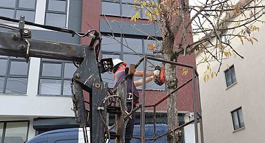 Sürücü ve yaya güvenliği için ağaçlar budanıyor