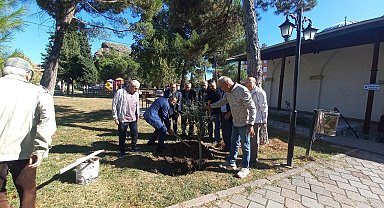Tarihi İmaret Camii bahçesinde zeytin hasadı
