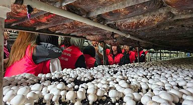 Tarım öğrencileri mantar üretimini inceledi