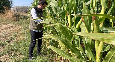 Tarım ürünü ekili alanlarda güz tırtılının etkileri incelendi