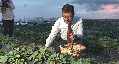 Tarım ve Orman Bakanı Yumaklı tarlada çilek hasat etti