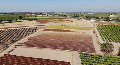 TARİŞ Üzüm Birliği kuru üzüm alım fiyatlarını artırdı