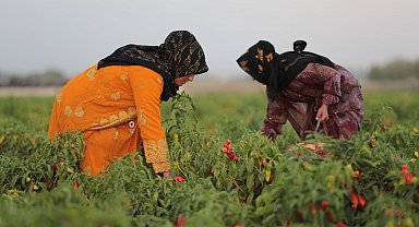 Tarlada isot hasadı yapıldı