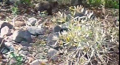 Tarlada yiyecek arayan yavru ayılar böyle görüntülendi