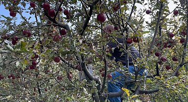 Tatvan'da elma hasadı