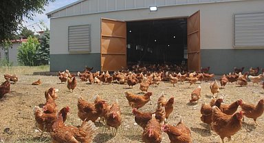 Tavuk eti üretimi azaldı