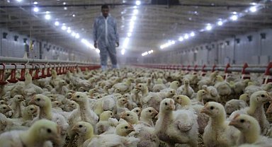 Tavuk eti üretiminde azalma görüldü