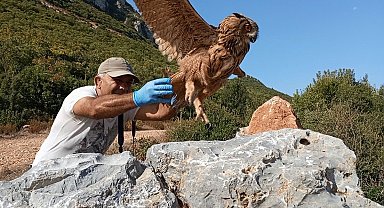 Tedavisi tamamlanan baykuş özgürlüğe kanat çırptı