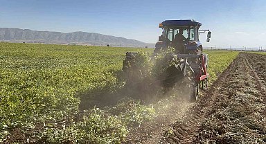 Terörün yerini huzura bıraktığı sınır hattında yer fıstığı hasadı başladı