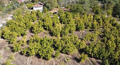 Tescilli Kuytucak narında hasat başladı